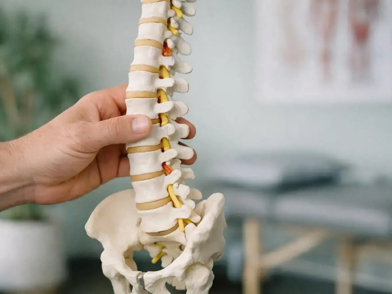 Chiropractor Glossary — overview